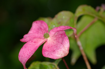 cornus kousa, des fleurs ou des papillons