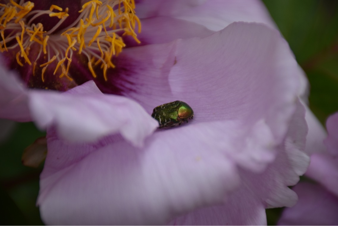 Floraison des pivoines arbustives