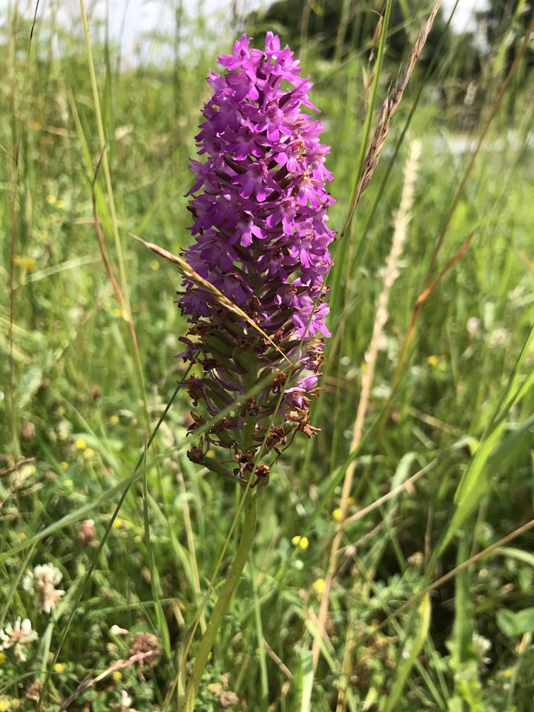 biodiversité ordinaire du plateau de Saclay – Les loges en josas – Jouy – Buc – Versailles