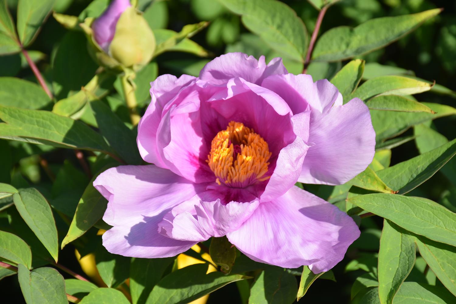 Floraison 2019 des pivoines arbustives du jardin