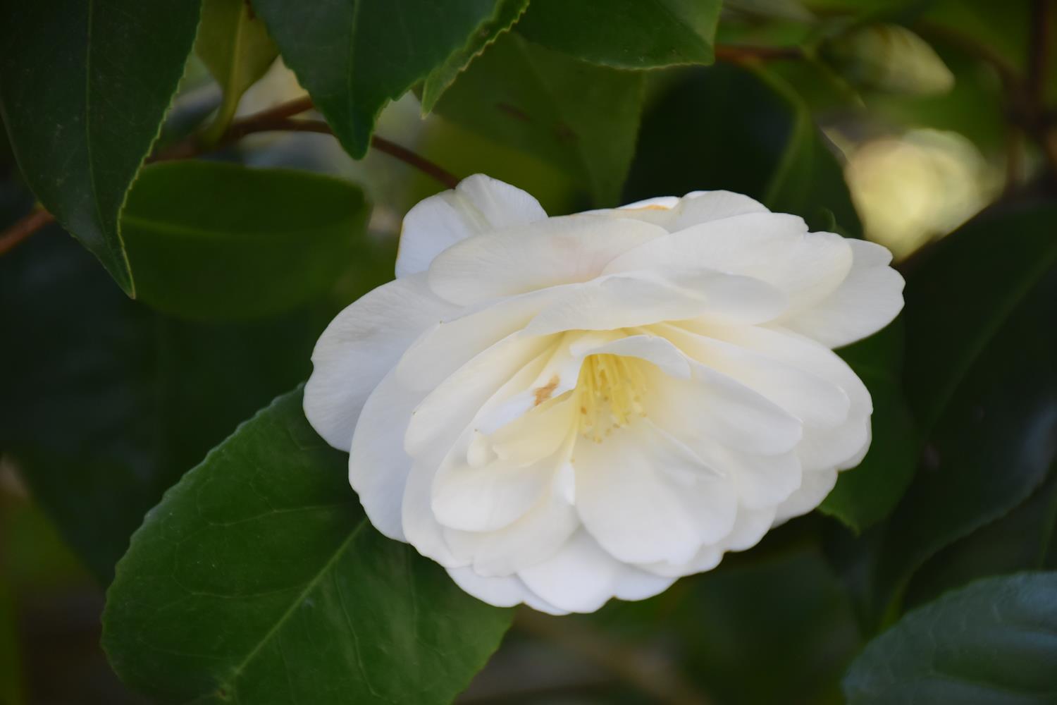 camellia - Les camélias du jardin | Bouture com, la biodiversité au service  de l'entreprise