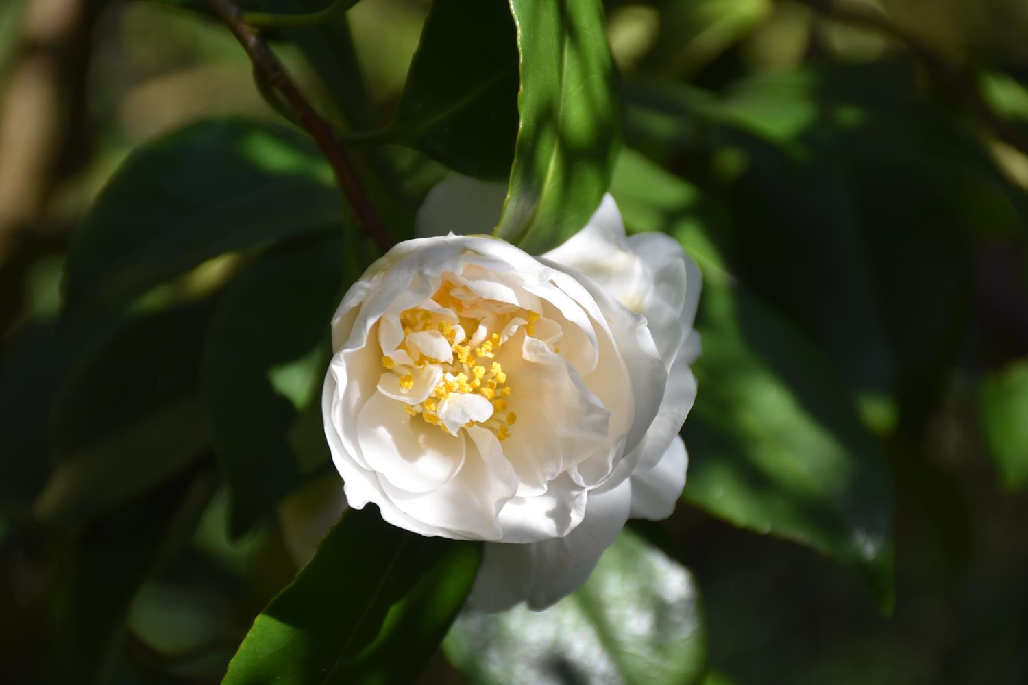 camellia - Les camélias du jardin | Bouture com, la biodiversité au service  de l'entreprise