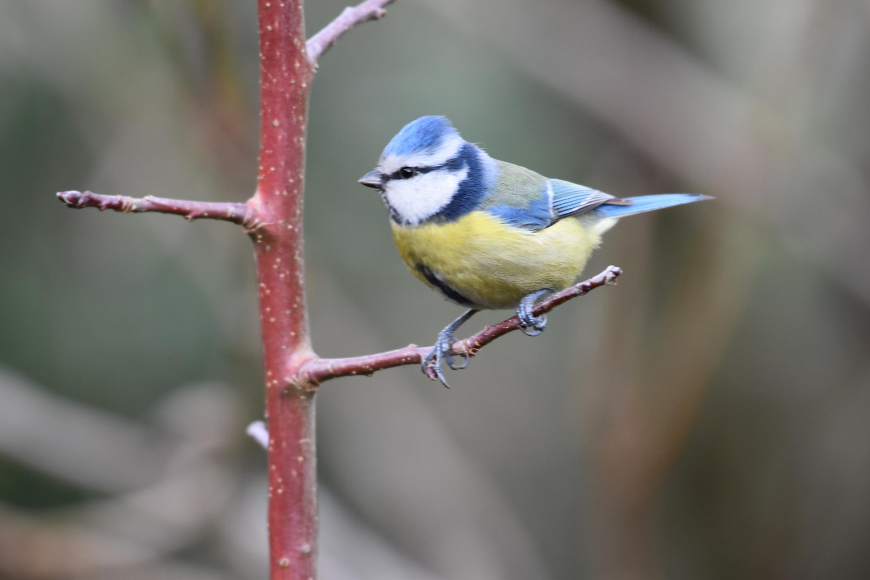 oiseaux du jardin – décembre 2020 – janvier 2021