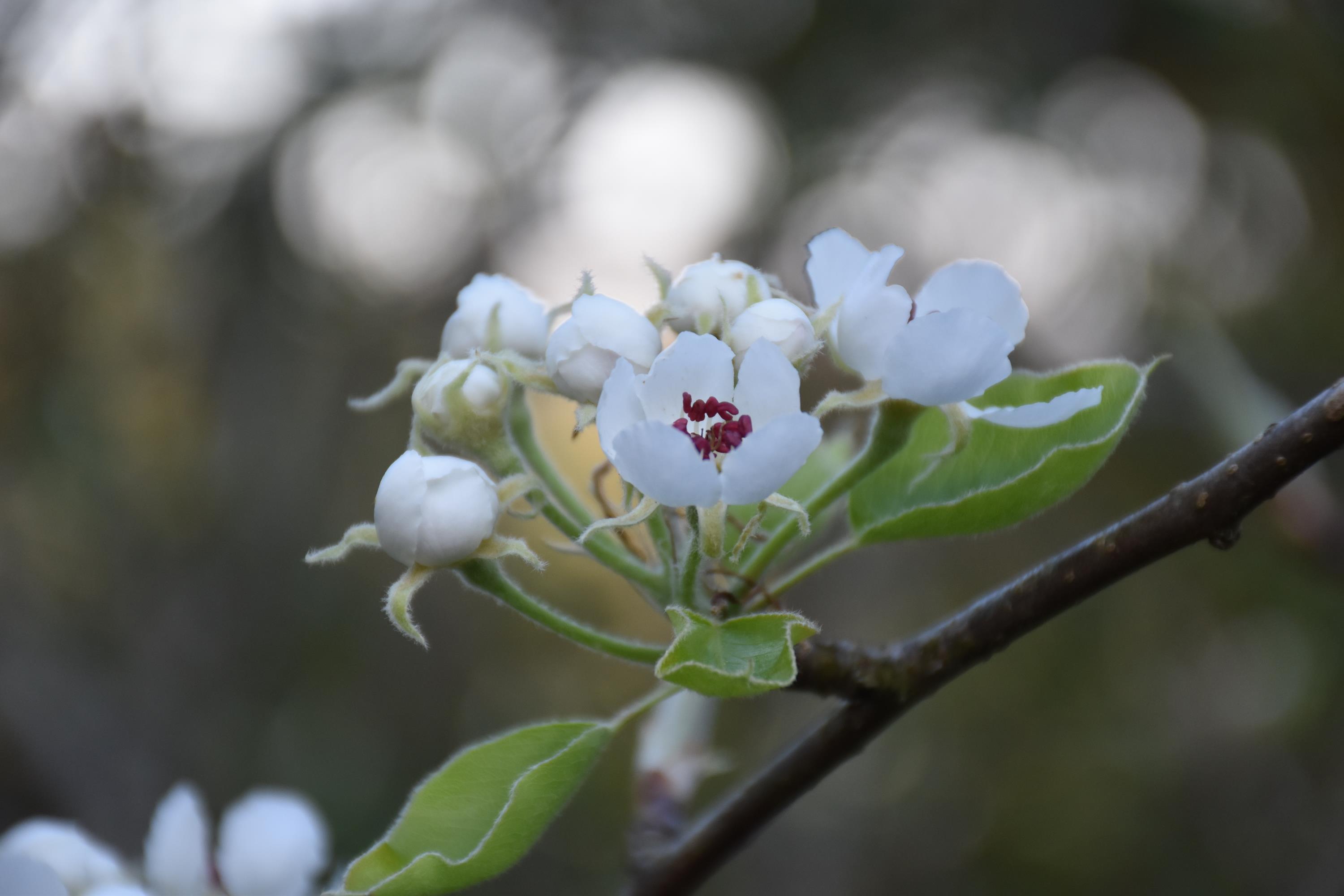 nouvelles du jardin et du verger- avril 2021