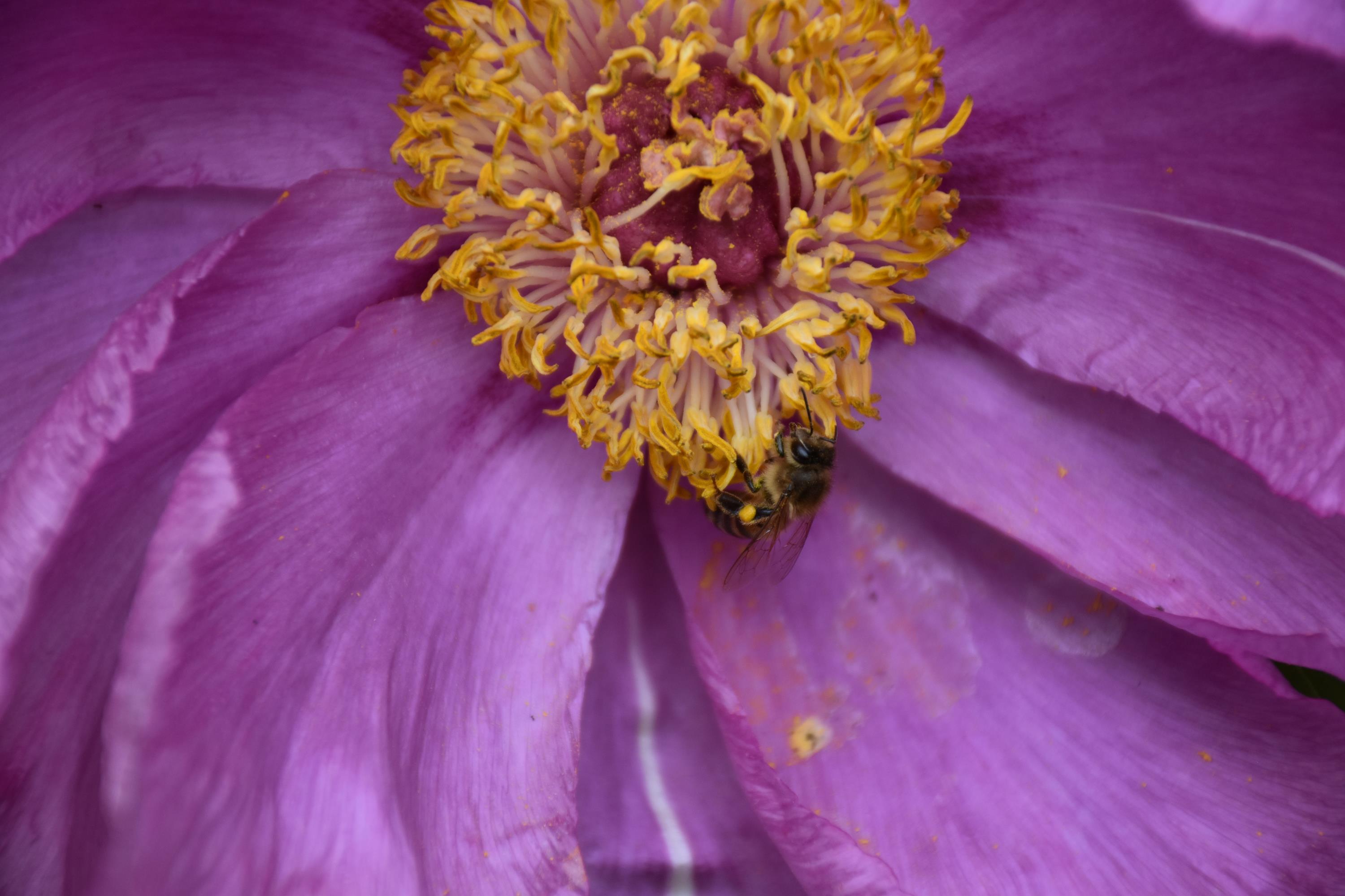 La merveilleuse histoire des abeilles et des pivoines