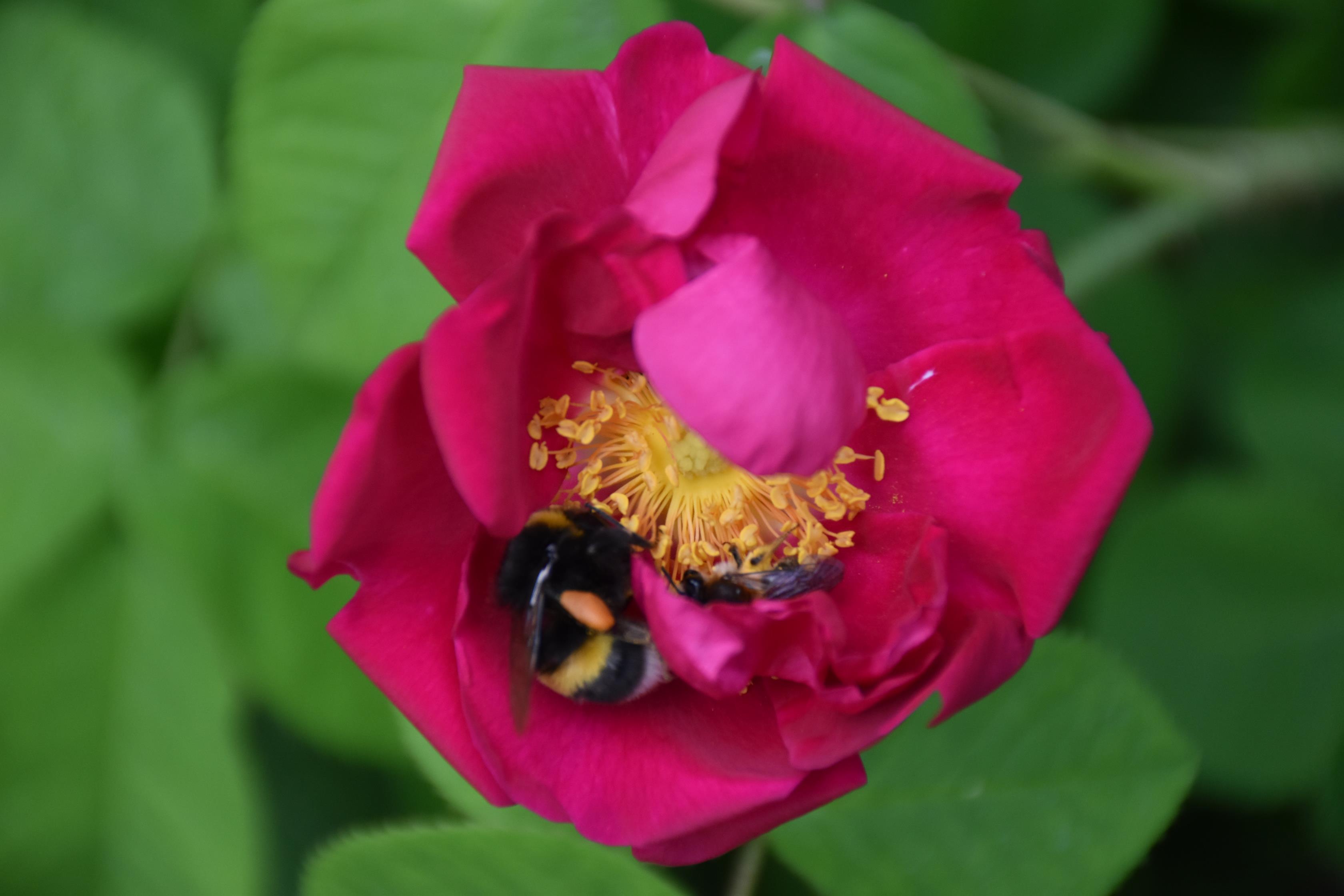 Juin 2022, petit spectacle,  dans un décor de fleurs et de fruits