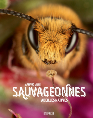 sauvageonnes – abeilles natives